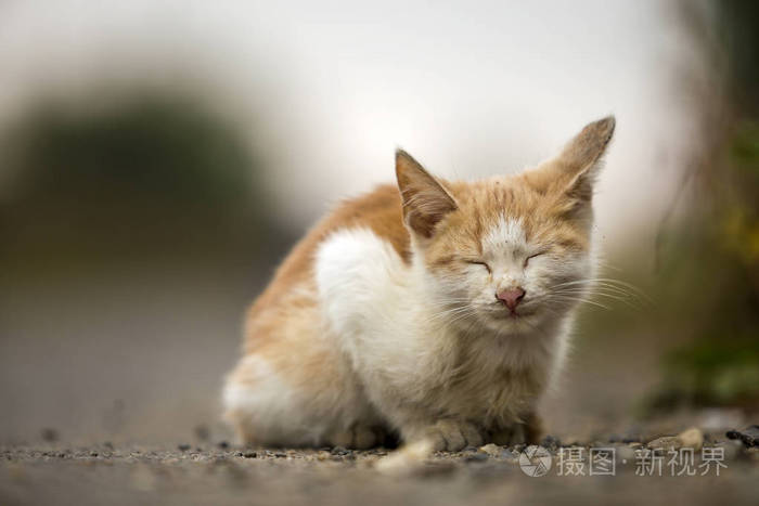 特写滑稽可爱的可爱的生姜小白幼猫小猫 的肖像 闭着眼睛坐在梦中睡在户外 模糊的光线 五颜六色 阳光明媚的夏天复制空间背景 照片 正版商用图片14d9fg 摄图新视界