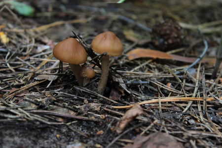 森林空地上有毒蘑菇