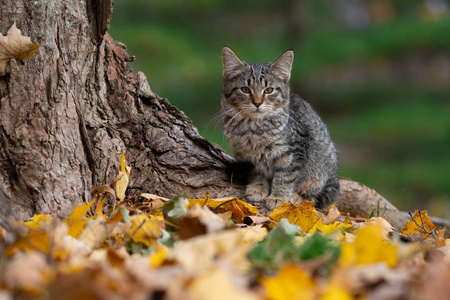 秋天树底上一只色彩斑斓的可爱的猫