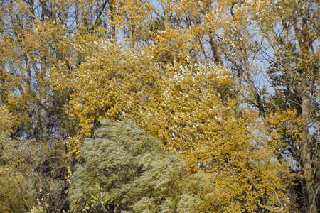 秋天的杨树脱落了叶子。 坠落在大自然中。