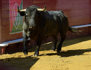 西班牙公牛在斗牛场奔跑