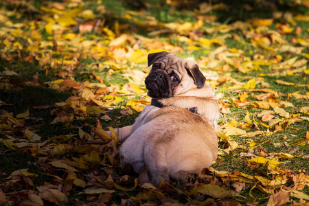 秋天树叶上的米色狗