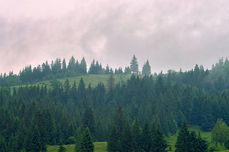 雾在山上松树的森林里。 乌克兰