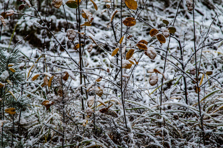 冬季第一雪桦林景观