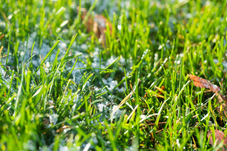 绿草如雪模糊的背景