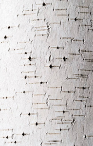 桦树树皮背景纹理
