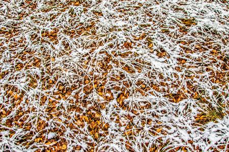 雪中高高的绿草