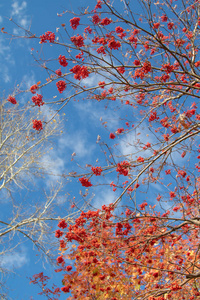 秋天的树，杨梅，大自然的鲜艳色彩
