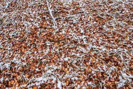 秋天在雪地里留下草