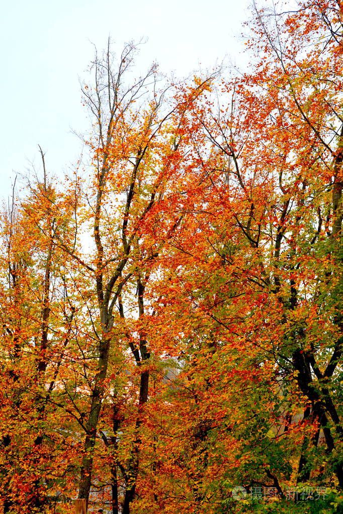 圣安娜罗海亚修道院的秋色。 罗马尼亚特兰西瓦尼亚森林中典型的乡村景观