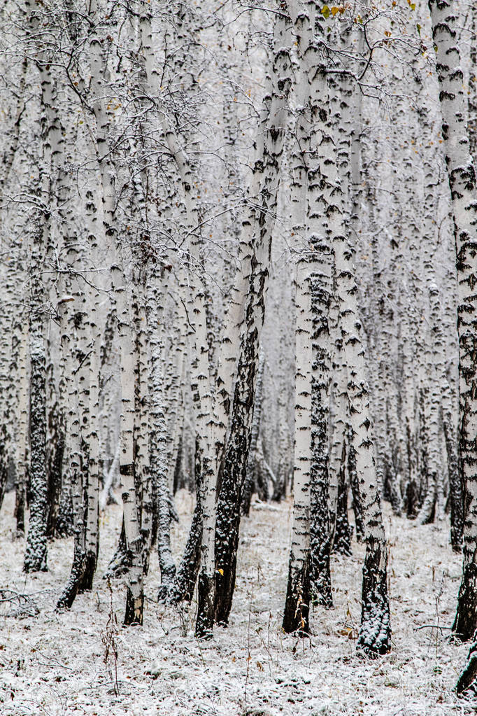 冬季第一雪桦林景观