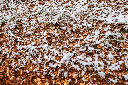 秋天在雪地里留下草