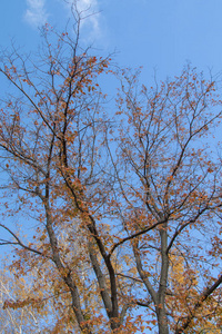 秋天的树枝向天空望去