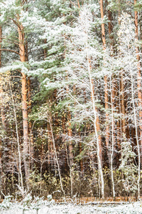 冬季第一雪桦林景观