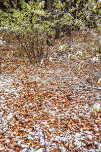 白桦林秋景中的第一场雪