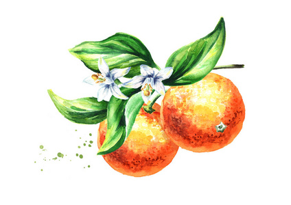 葡萄柚图图片-葡萄柚图素材-葡萄柚图插画-摄图新视界