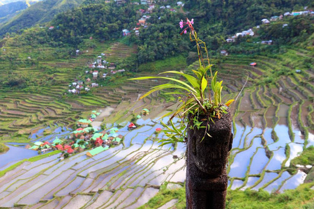 菲律宾巴塔德村巴瑙地区水稻梯田种植。