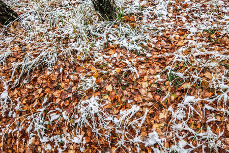 秋天在雪地里留下草