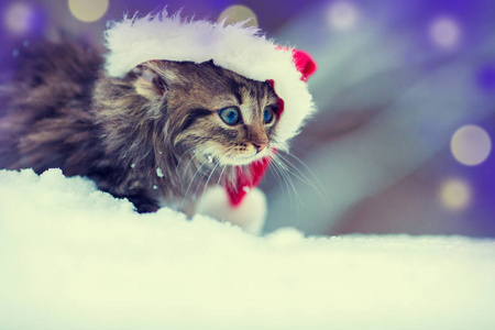 戴着圣诞帽的小猫在雪地里