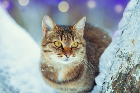 冬天猫坐在白雪覆盖的树上