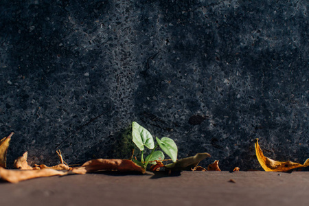 小芽植物从水泥地板的角落生长。 成长的概念。
