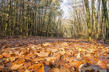 11月,太阳照耀在荷兰zundert附近的一条森林小径上棕色的落叶上照片