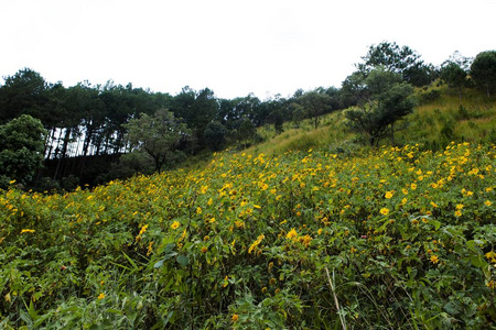 野葵花丛在越南达拉特黄色的五彩缤纷的景象中绽放