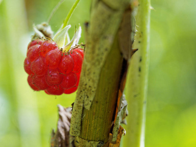 覆盆子rubusidaeus又称红覆盆子，或偶尔作为欧洲覆盆子靠近茎部