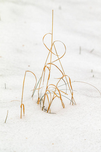 雪下的草黄，冬天的风景