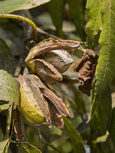核桃坚果在树上成熟。 有选择的焦点用于.晴朗天气农场秋季景观