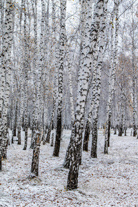 冬季第一雪桦林景观