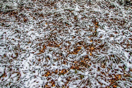 秋天在雪地里留下草