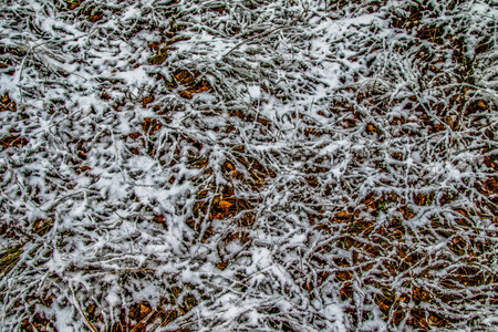 雪中高高的绿草