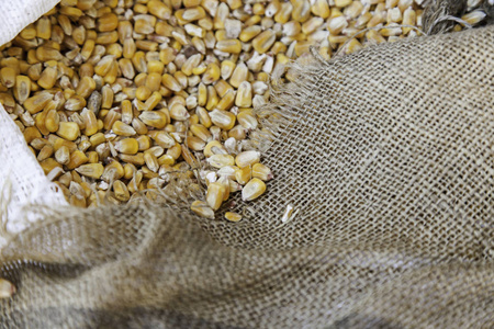 生玉米在埃斯帕托麻袋中的细节干麦片