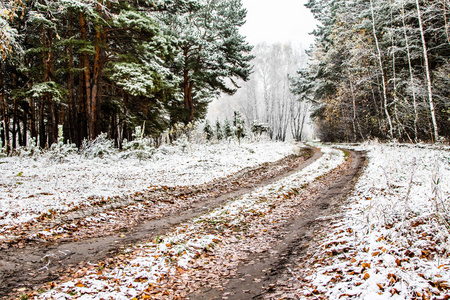 森林道路污垢雪自然