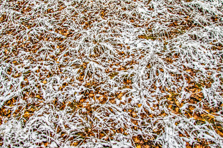 雪中高高的绿草