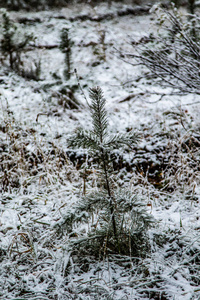 冬季第一雪桦林景观