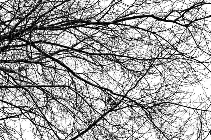 白色背景上的树枝剪影