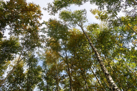 白桦林天景秋色自然图片