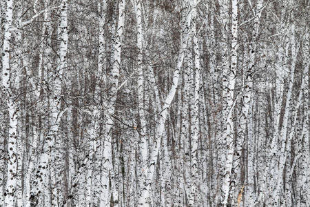 冬季白桦林自然景观