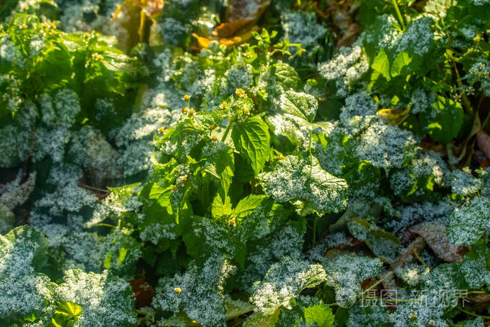 绿草如雪模糊的背景