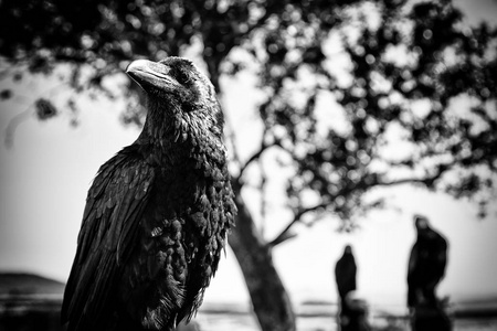 大自然中的黑乌鸦，迷信和巫术，野生鸟类的细节