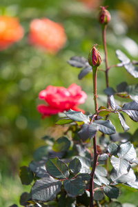 特写镜头美丽的花朵玫瑰自然