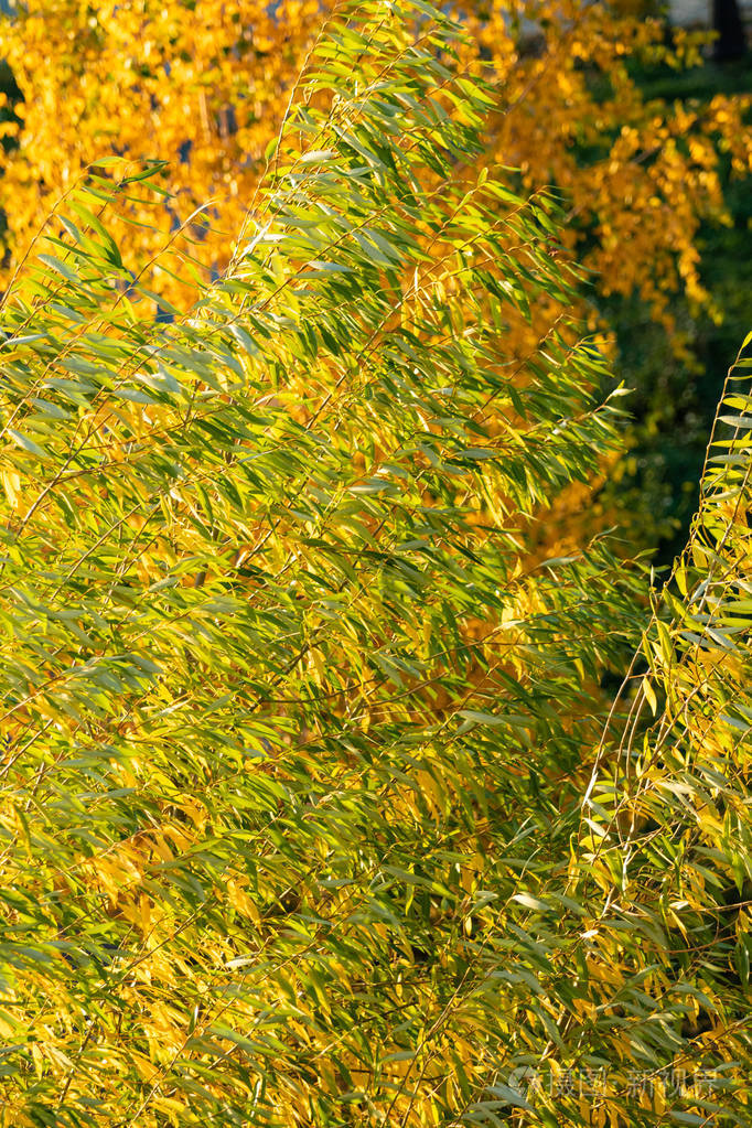 树上秋天的黄色叶子