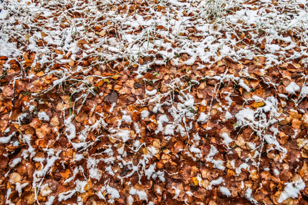 秋天在雪地里留下草