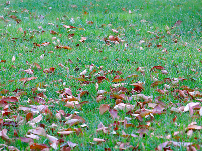 秋天干燥的树叶躺在草地的绿草上