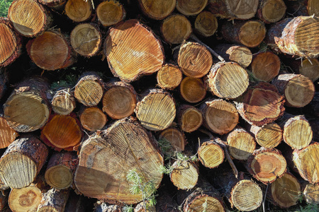 森林里松木的木头堆放在一堆里.照片