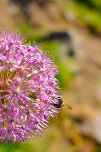 装饰洋葱花allium，有光泽的背景