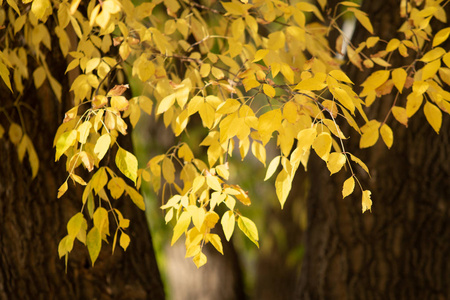 树上秋天的黄色叶子
