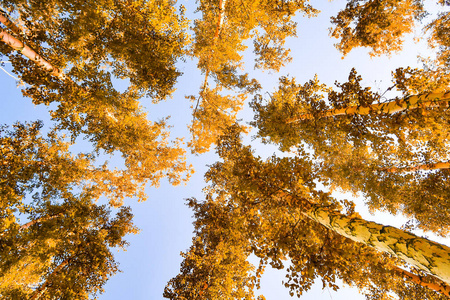 秋天背景下的黄桦树叶子